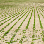 Photo: Lex20/iStock/Getty Images
