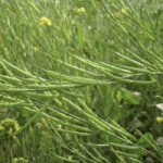 Photo: Rezowan/Wikimedia Commons
