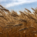 New cereal varieties for 2022