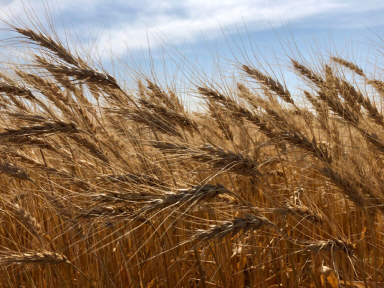 New cereal varieties for 2022 Grainews