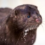 Mink