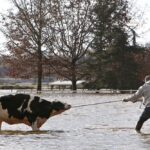 Community members struggle to rescue stranded cattle from an Abbotsford, B.C.-area farm on Nov. 16, 2021 after rainstorms caused flooding and landslides in the region. (Photo: Reuters/Jesse Winter)