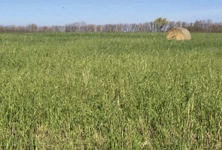 The dangers that mouldy feed poses for beef cattle