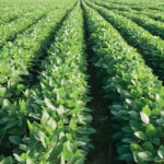 Corteva, Croplan, Dekalb, Maizex, NorthStar Genetics, Proven Seed, SeCan, Sevita International, Syngenta and Thunder Seed are releasing a total of 31 new soybean varieties for 2022.