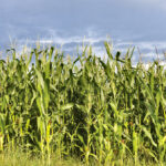 New corn varieties for 2022