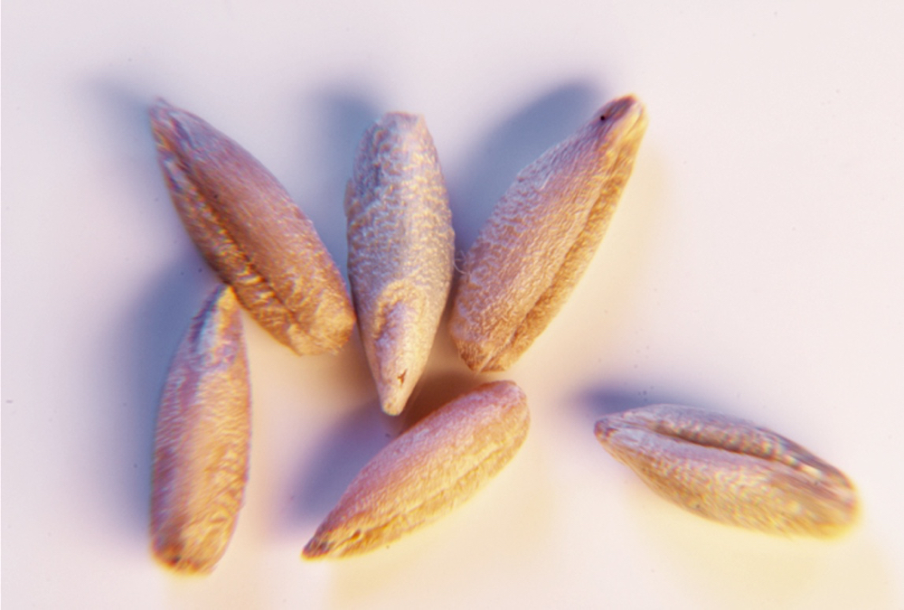 Pitura Seeds is a family-owned pedigreed seed processing facility in Domain, Man.