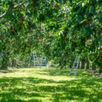 File photo of an Ontario cherry orchard. (UpdogDesigns/iStock/Getty Images)