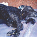 Once a calf gets weak and gets down or has no suckle reflex, it needs IV fluid.