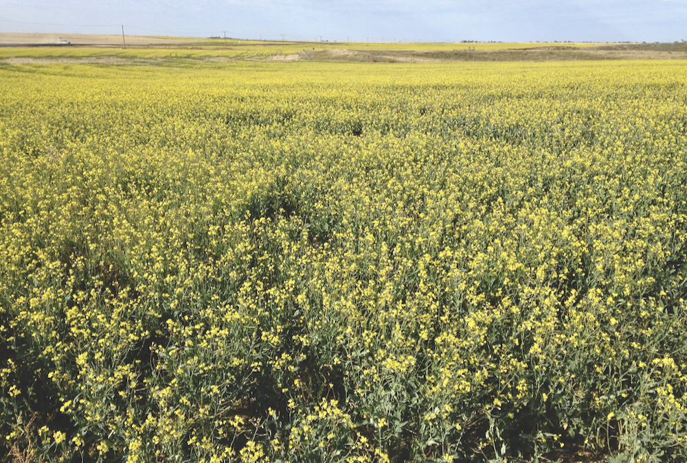 This photo was taken September 24, 2021. This canola field near me had way more nice yellow flowers in late September than it did in mid-July. It looked like a decent crop at that time. With no rain in September and very little frost, it dried up for a second time.