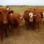 Drought conditions affect usual mineral recommendations