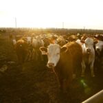 (Photo courtesy Canada Beef Inc.)
