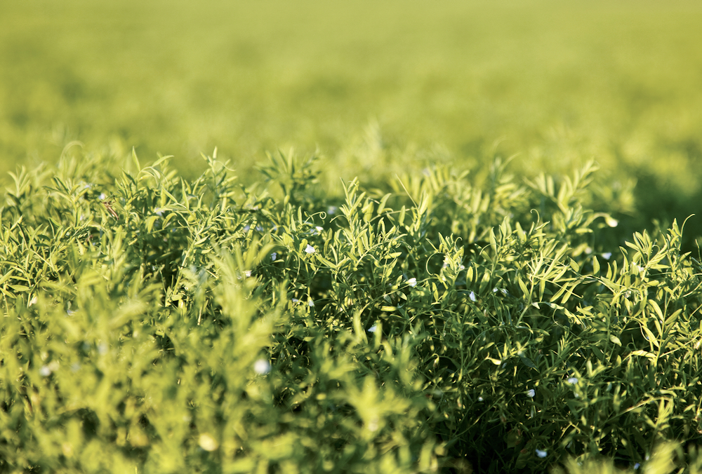 In 2019, high levels of insensitivity of the anthracnose pathogen to Group 11 fungicides was confirmed in Saskatchewan lentil fields. Testing to confirm this insensitivity revealed a mutation (G143A) that enables the pathogen to have cross-resistance to all Group 11 fungicides.