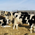 Proper nutrition ahead of breeding season can play an important part in reducing the risk of cows developing cystic ovaries.