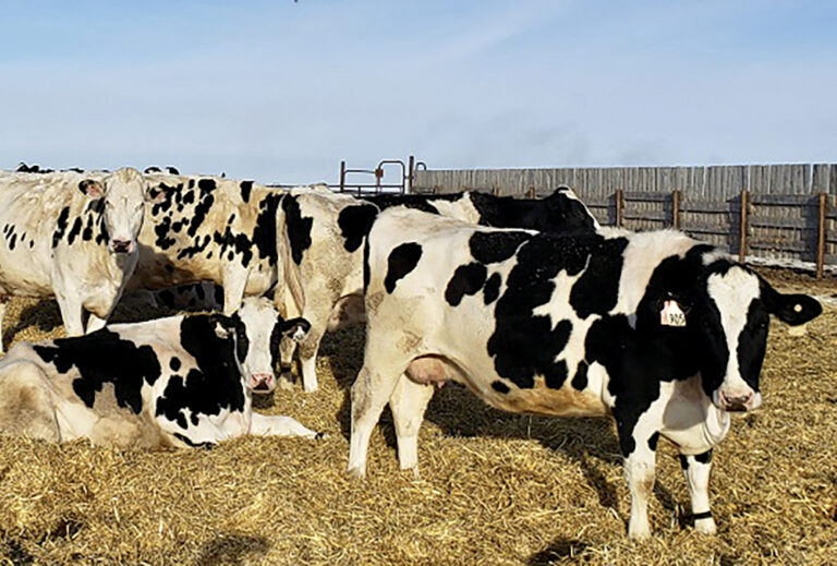 Zinc is a powerful trace mineral for cattle Grainews