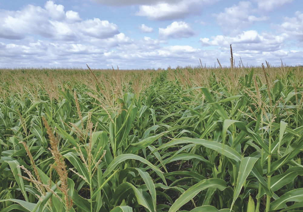 In this photo, the corn on the right has been treated with Utrisha N while the corn on the left hasn’t.