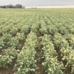 CDC Sunburst is a new Mayocoba yellow bean variety developed by the Crop Development Centre at the University of Saskatchewan.