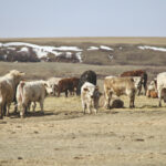 Cow-calf producers don’t have to be just price takers. They can tap into marketing options that provide improved rates of return.