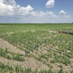 Drought-stressed peas in a fertility response trial in south-central Saskatchewan in 2021.