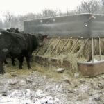 The sole purpose of these cold winter-feeding strategies is to increase the plane of nutrition to help the cowherd cope with frigid weather and to maintain vitality and optimum body condition.