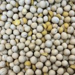 Germination and vigour have been affected by damage to pulse crop seeds. Extremely dry conditions during the growing season and at harvest and a period of extremely cold conditions for a few weeks in early winter contributed to increased levels of seed cracking as shown in the yellow peas above.