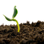 As soil warms up, last year’s herbicide may be present ready to do its weed control job.