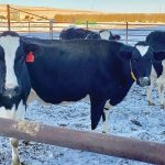 A proper faraway and close-up dry cow diet should be formulated to promote optimum body condition to ensure dairy cattle don’t get over conditioned.