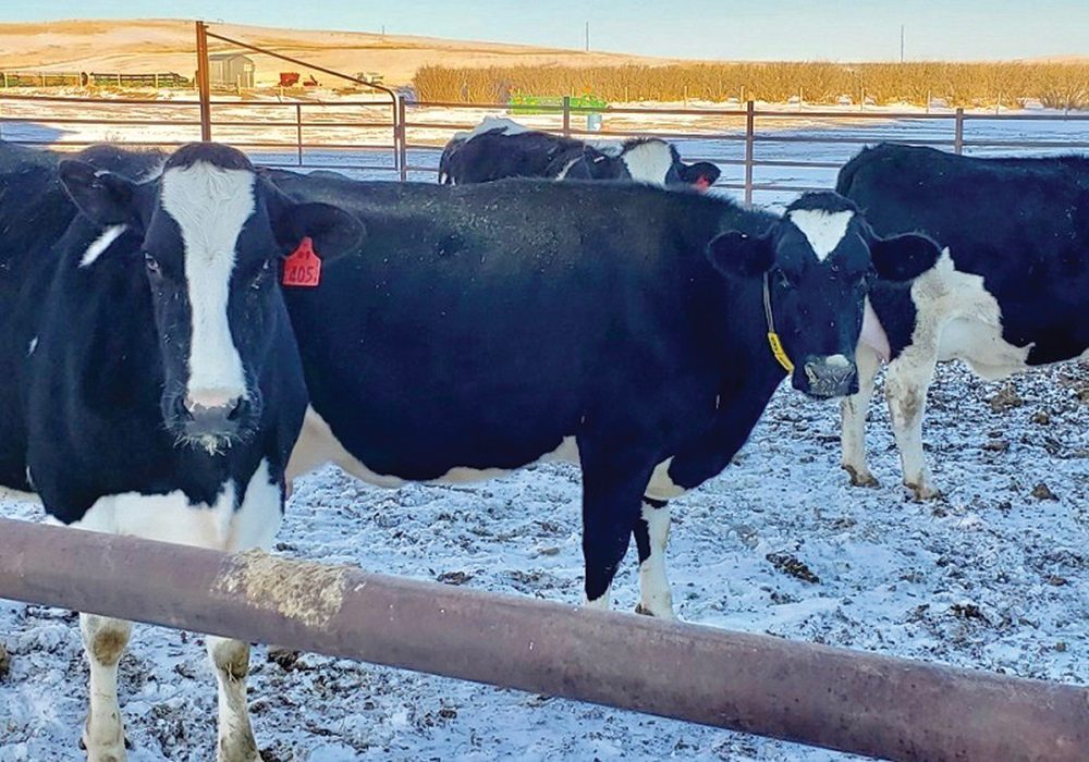 A proper faraway and close-up dry cow diet should be formulated to promote optimum body condition to ensure dairy cattle don’t get over conditioned.