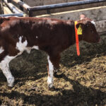 Applying a colourful dog collar to calves that need some follow up after treatment or just need to be watched is also an economical and visual tracking system.