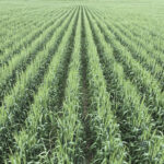Targeting a seeding rate to produce 38 wheat plants per square foot, Wade McAllister was impressed with the uniform seed placement delivered by the SeedMaster Ultra SR drill, which, in turn, resulted in very even germination of CPS Penhold wheat.