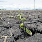 Is there an overall recommended seeding date for soybeans in Manitoba?