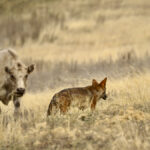 Coyotes feed on rats, mice, voles, pocket gophers, ground squirrels, rabbits, geese, ducks, groundhogs, deer, wild boar, raccoons and other crop-damaging fauna, including grasshoppers and cutworms. Coyotes will also eat apples, berries, carrots and other vegetables.