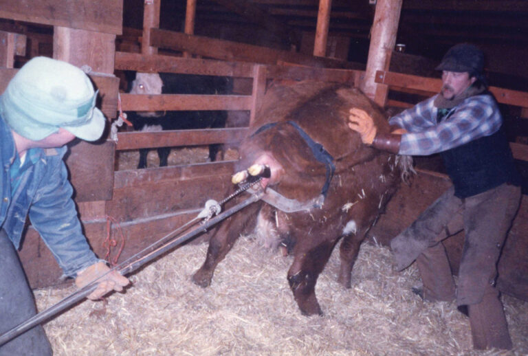 Tips on using a calf puller Grainews