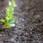 Tips to conserve soil moisture and manage weeds this spring