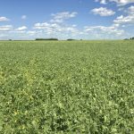 A chickpea and flax intercrop mix on Colin Rosengren’s farm in Midale, Sask.
