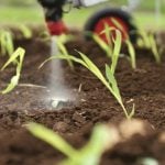 Weeds can be detected and sprayed in a growing crop with this green-on-green technology.