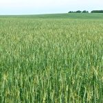 Fall rye flowering in south-central Manitoba. (Allan Dawson photo)