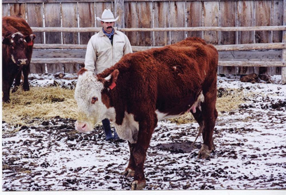 You need some patience, but the positioning of this cowboy to the side of the heifer will gently encourage her to move forward without a lot of yelling and stress.
