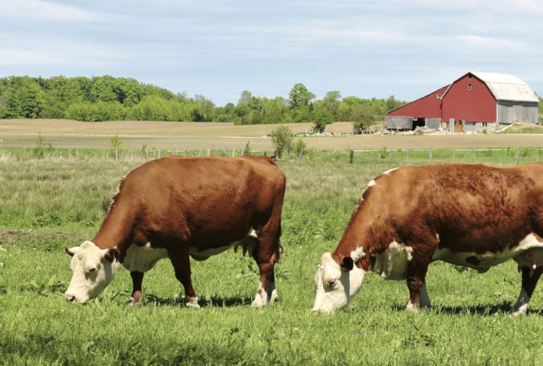 Why should you rotate your crops? Grainews