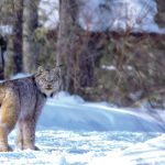 About 30 miles into the forest trails of Nopiming Provincial Park, I spotted it — an adult lynx. I knew there had been sightings in the area, but my hope of seeing one was faint.