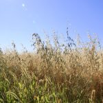 Among the most serious weed resistance concerns on the Prairies are wild oat and green foxtail, both seen here in this photo from Manitoba’s Interlake region in 2020.