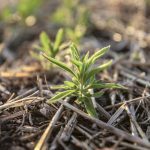 Kochia isn’t fussy about where it grows and can flourish in almost any conditions.