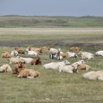 In all of Western Canada, total beef cows as of January 1, 2022 were 3.089 million head, down only 23,500 head from last year. This isn’t significant enough to say that producers liquidated cows due to the drought. This is a minor change due to market influences.