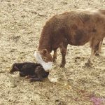To keep this calf growing and healthy, this cow needs a properly balanced diet so she can produce milk but also maintain or re-build her own body condition so she is ready for re-breeding in a few weeks.