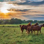 How to produce quality hay horse owners want to buy