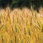 Major exporter wheat production in 2022 is expected to increase by only two million tonnes.