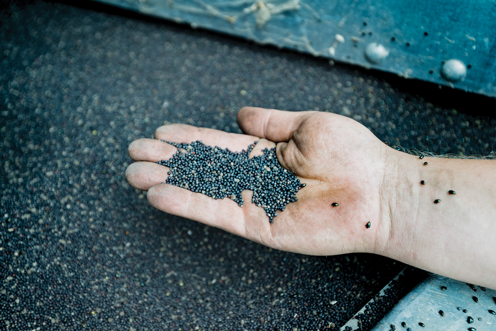 If your desire is to reduce costs heading into an uncertain spring season, seed treatment may be one of the first agronomic tools to be removed from your crop plan. However, seed treatment is an important investment for your farm, regardless of growing or economic conditions.
