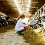 'It is important for producers to encourage and work with female vets… I have met many that can definitely do anything that I did in practice.' – Roy Lewis.