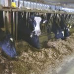 Dairy producers need to ensure that rations include adequate zinc levels as it performs so many different functions in dairy cows, in so many different ways.