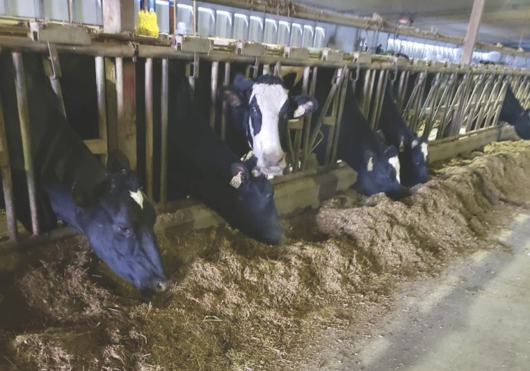 Zinc is a powerful trace mineral for cattle Grainews