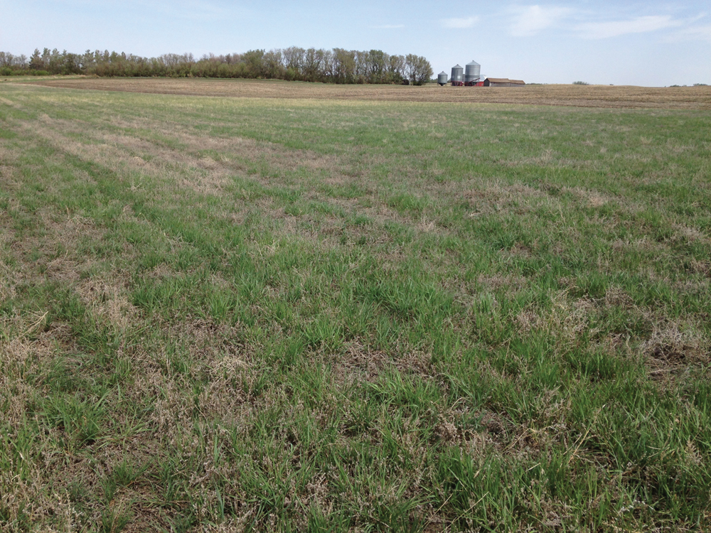 Photo taken on May 17, 2021. Finally. Looking promising.